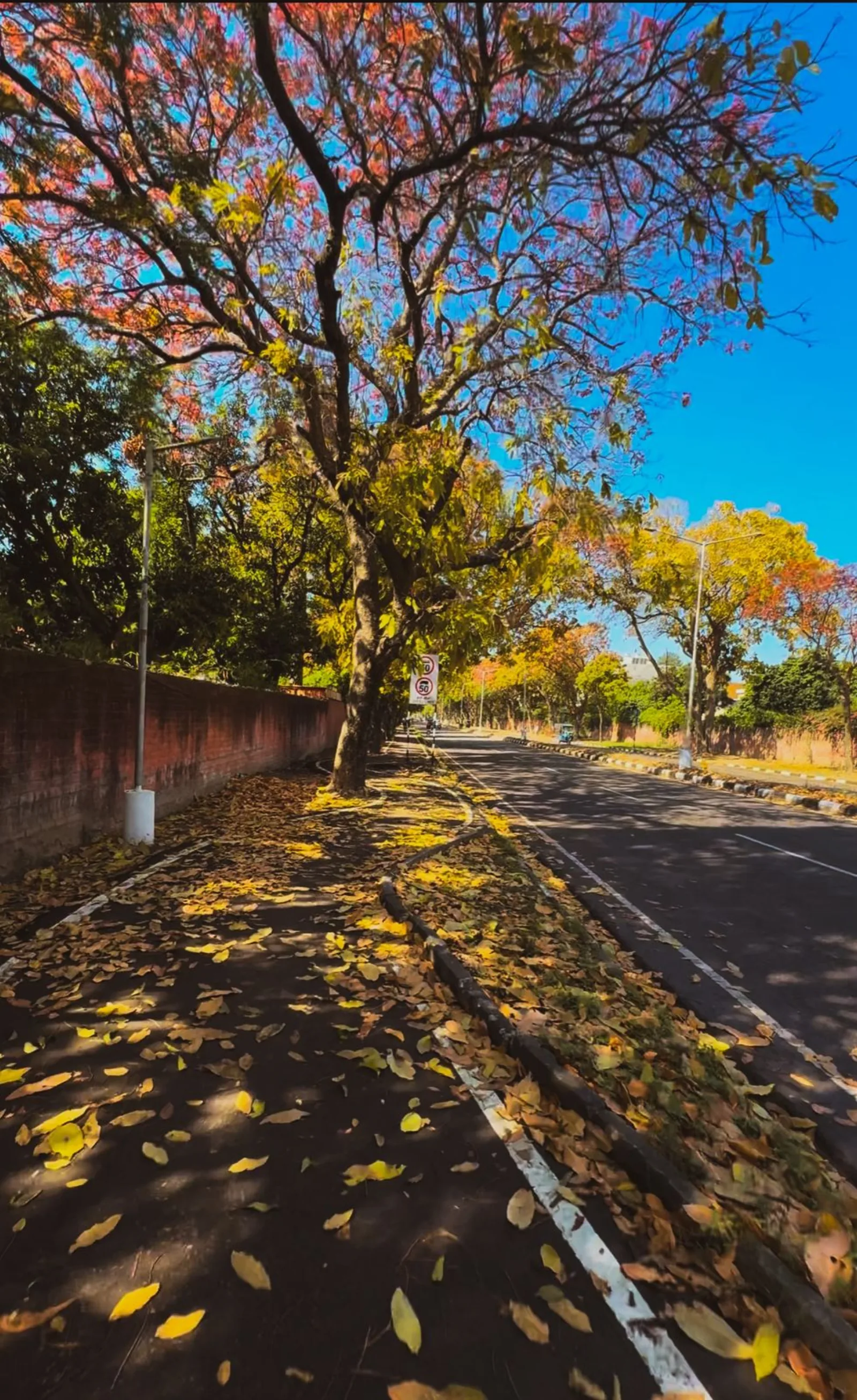 Inner road in Sector 9, Chandigarh — autumn plane trees overhead, leaves on the cycle track, morning light